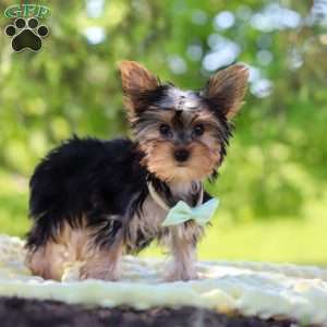 Ollie, Yorkie Puppy